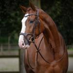 Bridle -Anatomic Sports-
