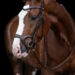 Bridle -Anatomic Sports-