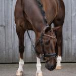 Bridle -Copenhagen-