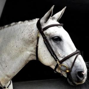 Quick-release - snap on bridle - eclipse