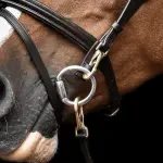 Quick-release - snap on bridle - eclipse