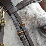 Quick-release - snap on bridle - eclipse